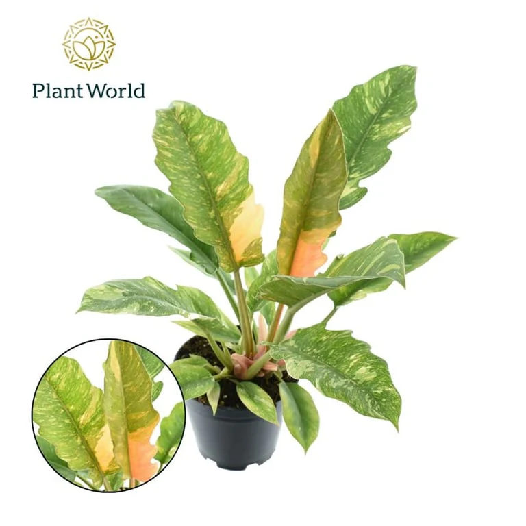 Philodendron Ring of Fire P14