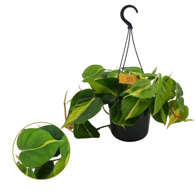 Philodendron scand. 'Brasil'