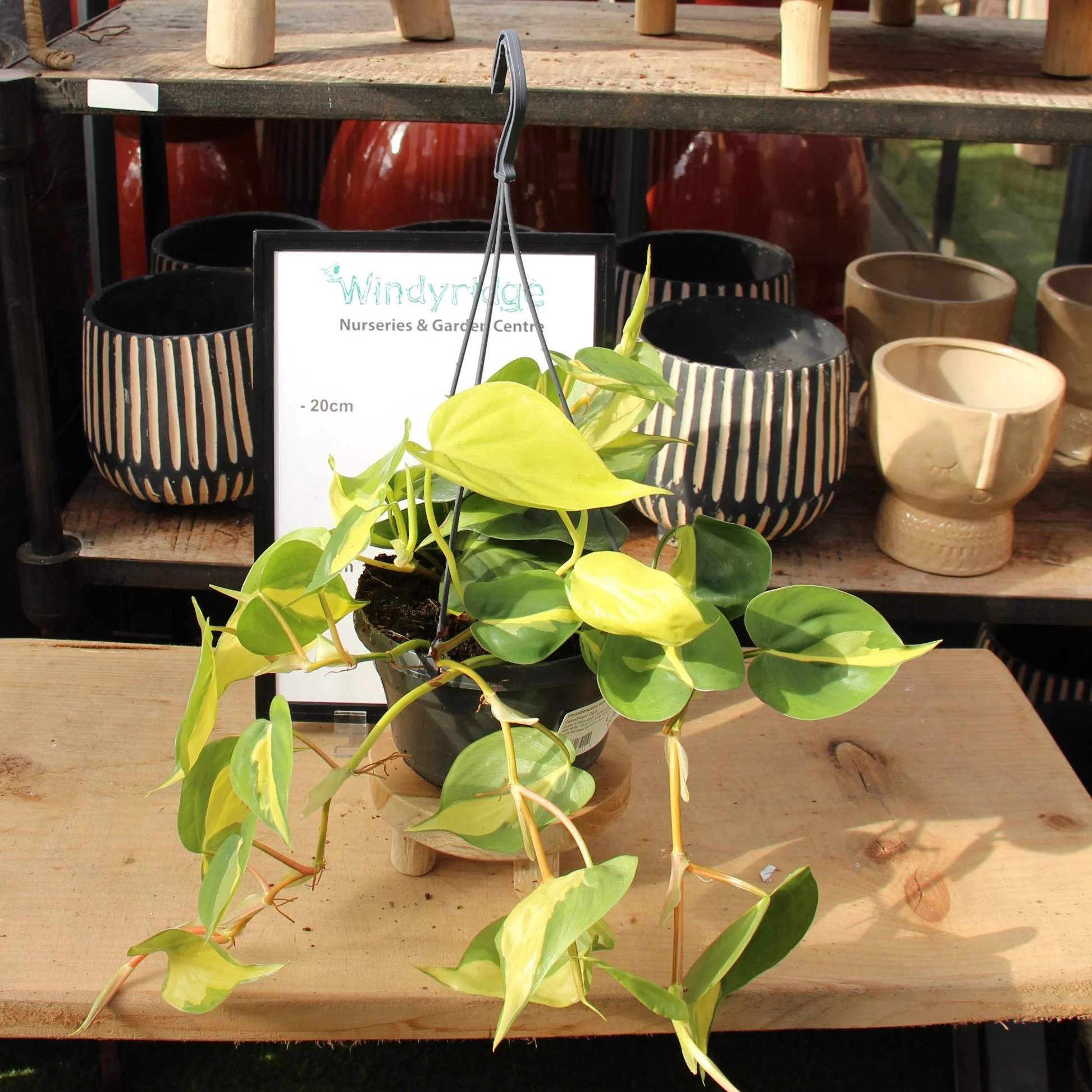 Philodendron scandens Brasil  P15, hanging pot - Image 3