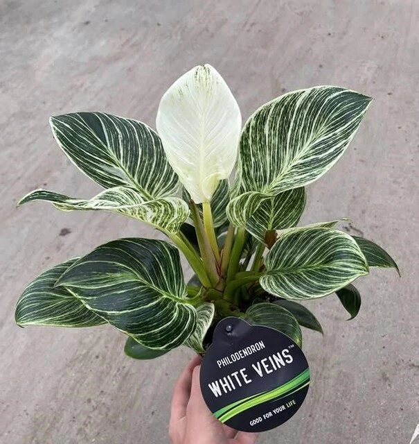 Philodendron ... White Veins
