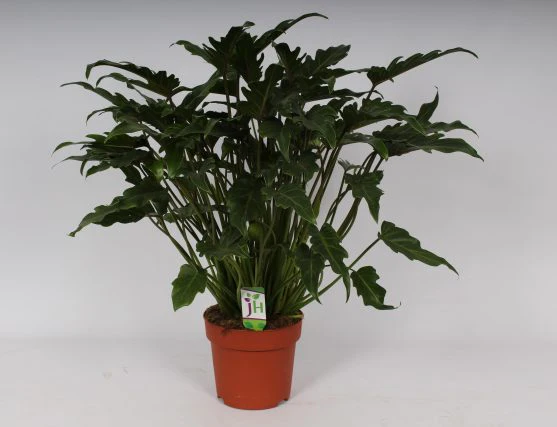 Philodendron Xanadu  P21