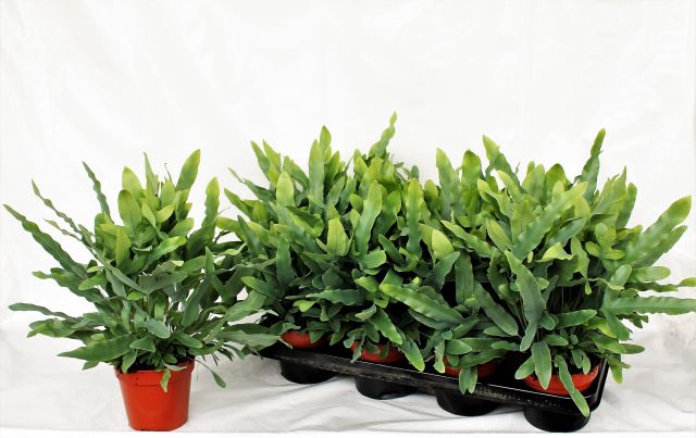 Phlebodium aureum Blue Star  P12 - Image 2