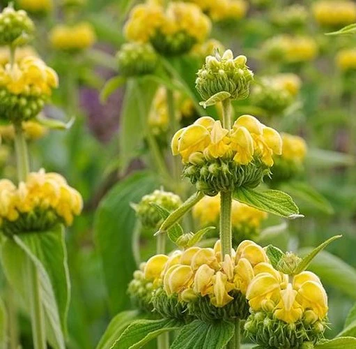 PHLOMIS russeliana