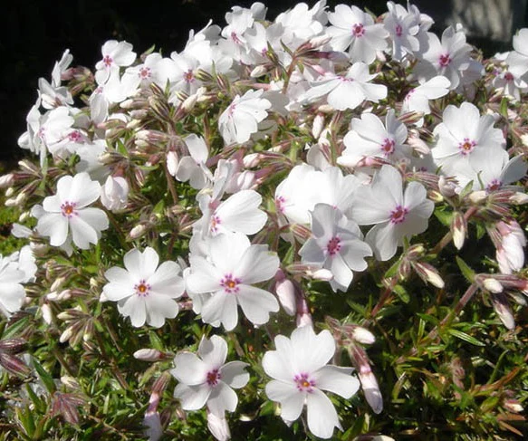 Phlox Amazing Grace