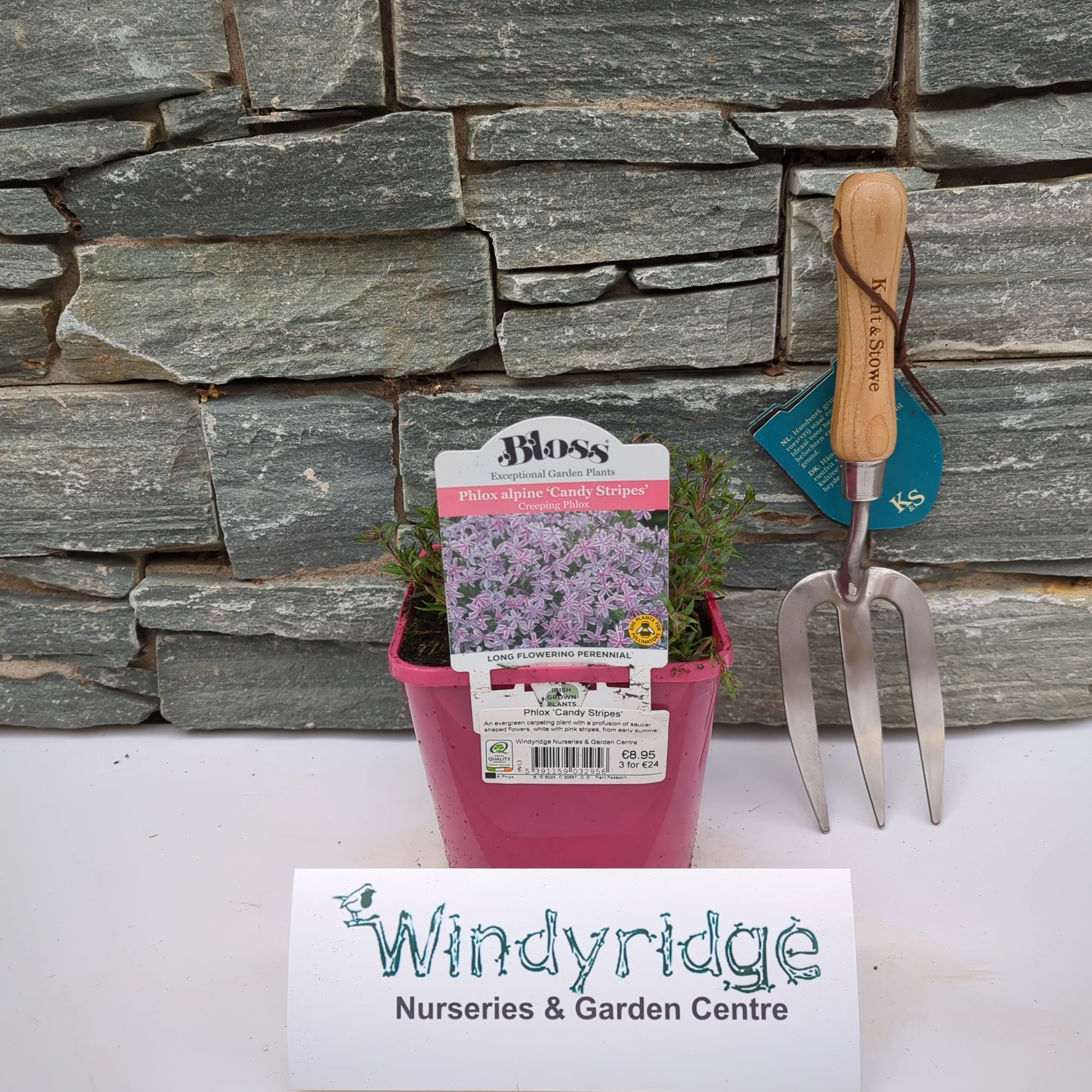 Phlox 'Candy Stripes'