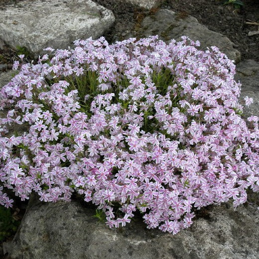 Phlox 'Candy Stripes' - Image 2