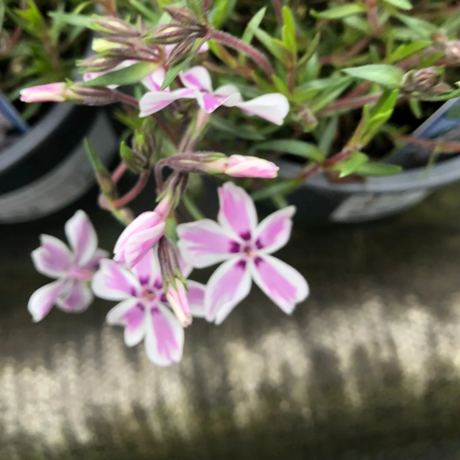Phlox 'Candy Stripes' - Image 3