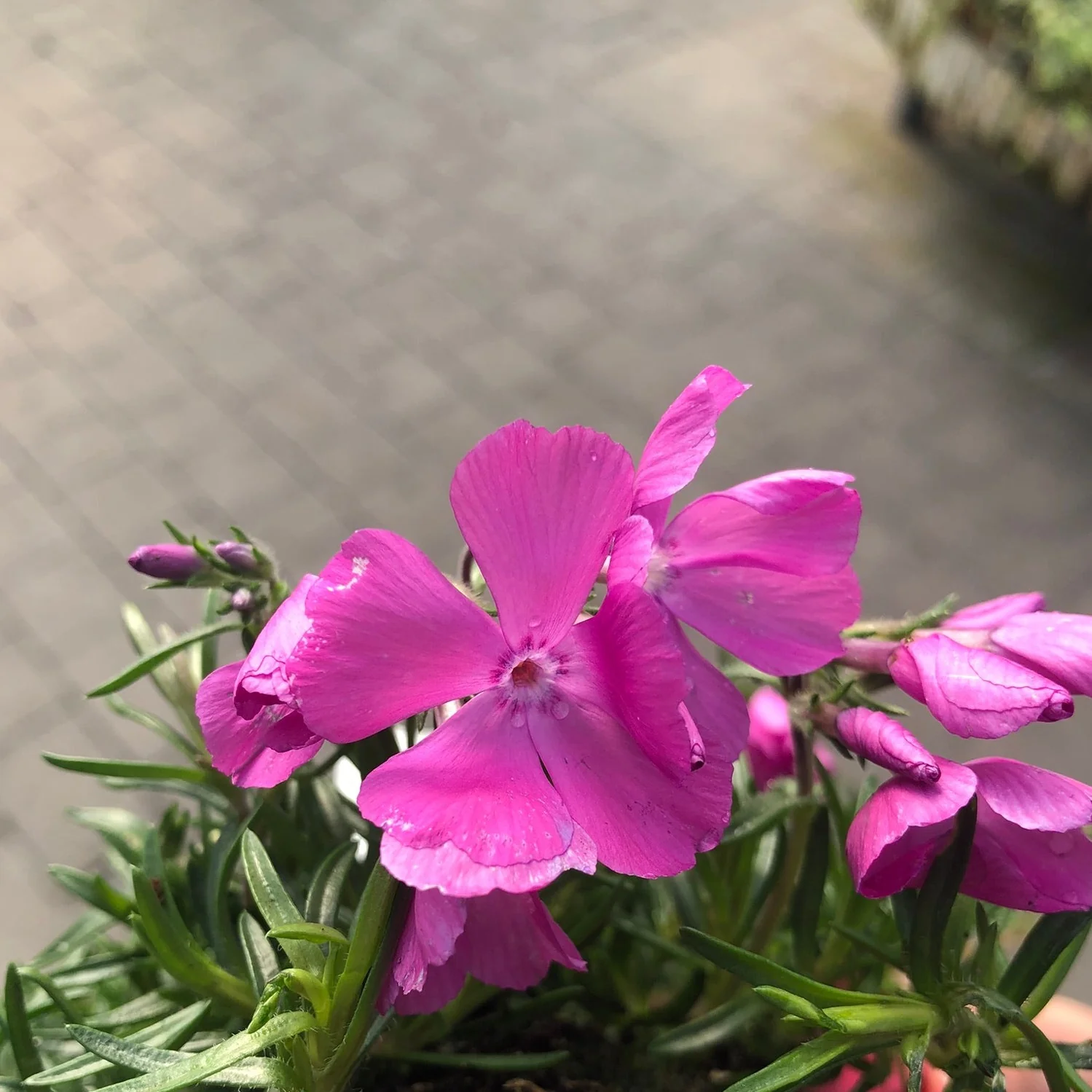 Phlox Daniels Cushion - Image 3