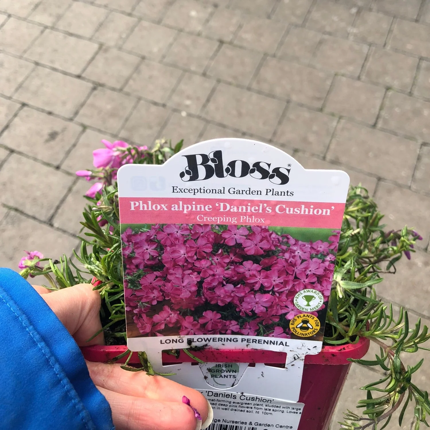 Phlox Daniels Cushion - Image 4