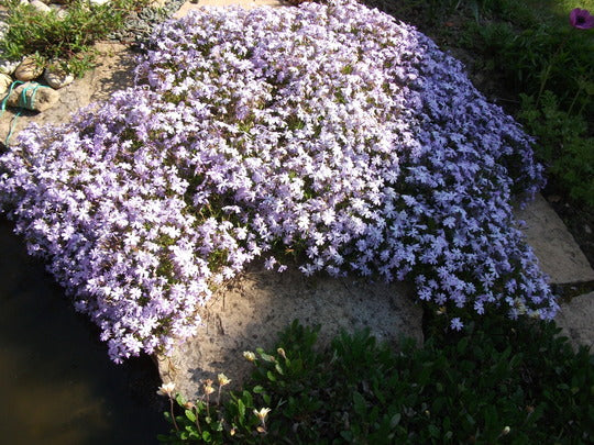 Phlox Emerald Cushion - Image 3