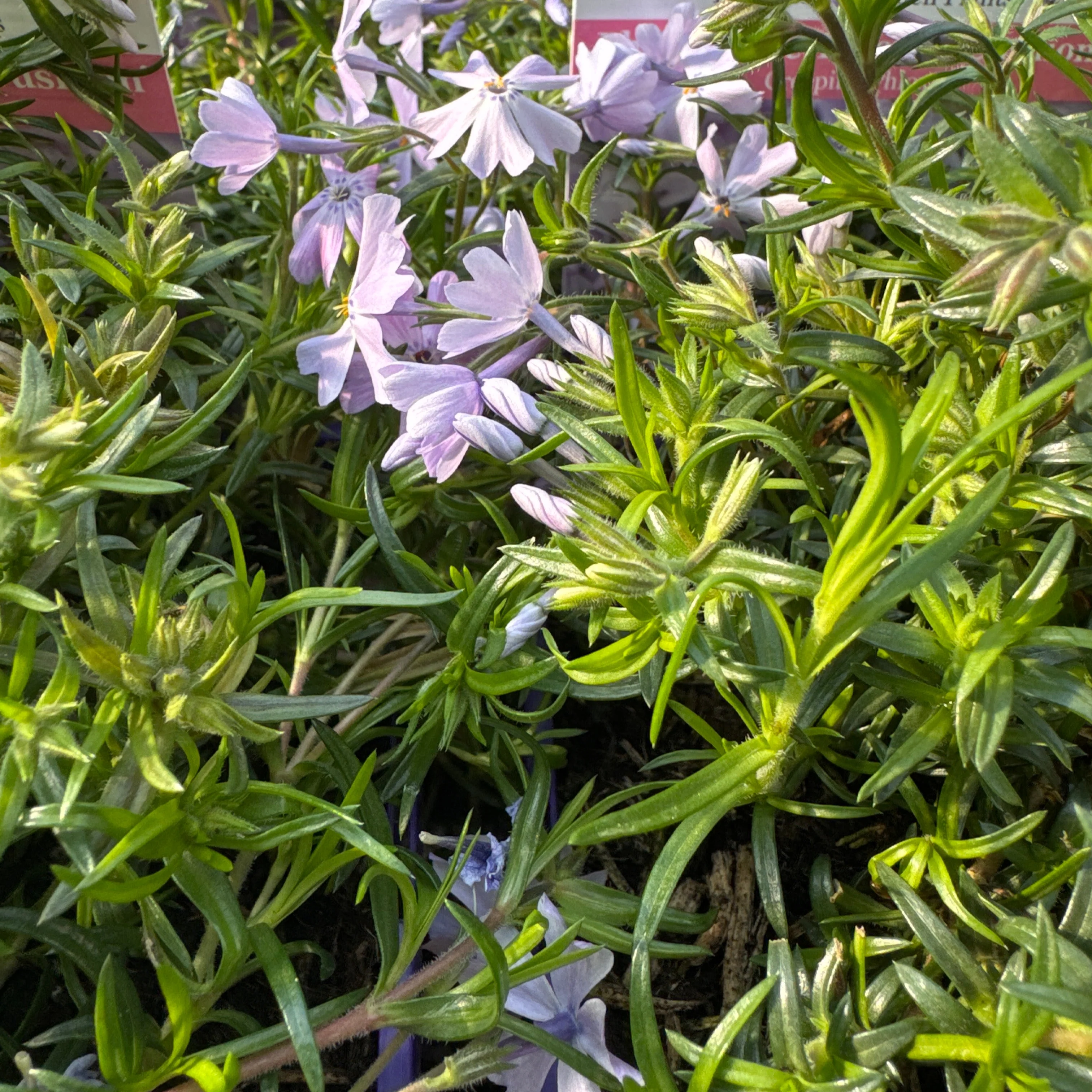 Phlox Emerald Cushion - Image 4