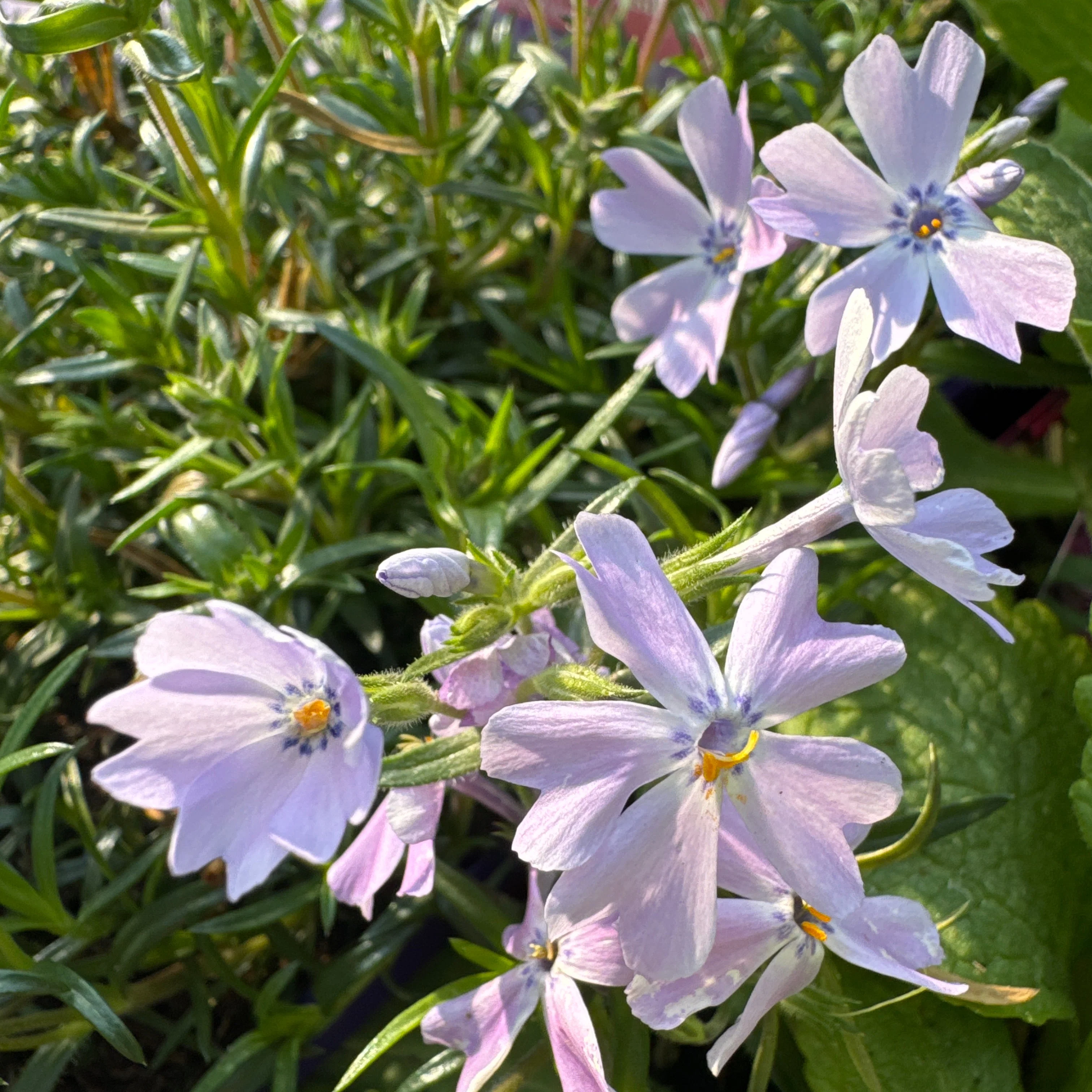 Phlox Emerald Cushion - Image 5