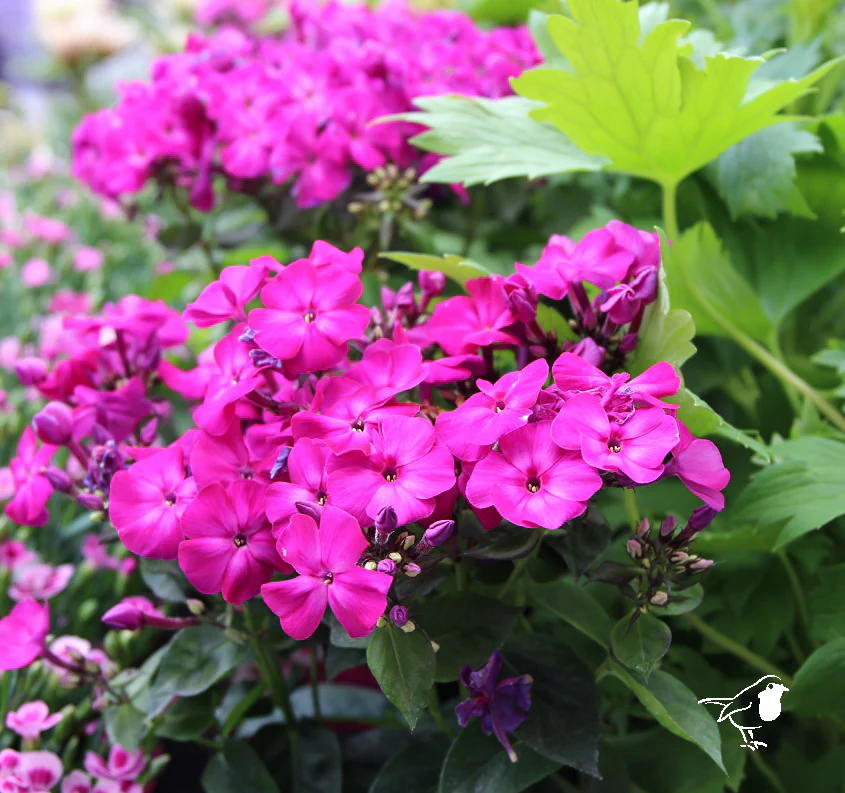Phlox Famous Magenta