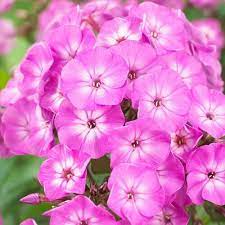 Phlox Famous Pink (Phlox Paniculata) - Image 2