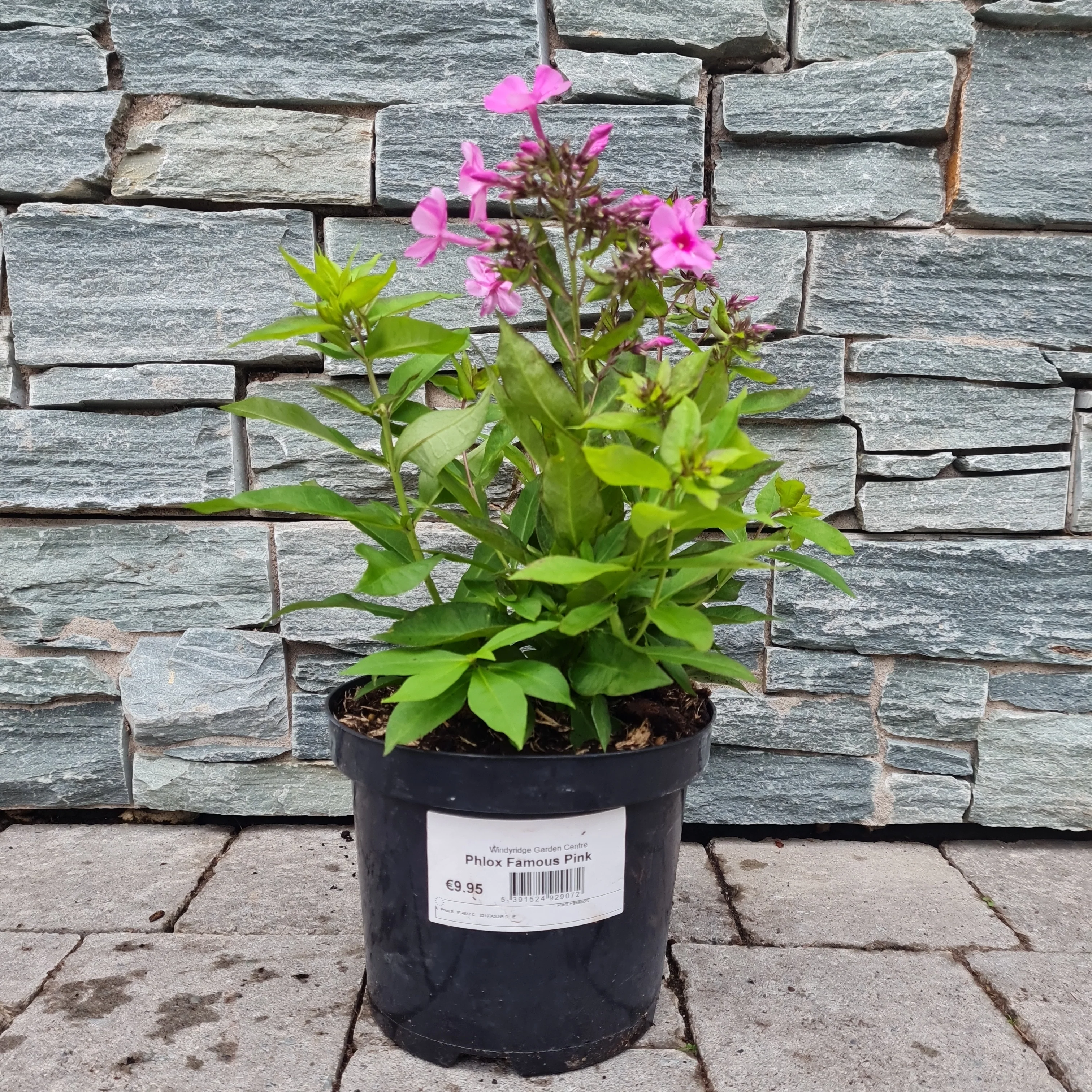 Phlox Famous Pink (Phlox Paniculata) - Image 3