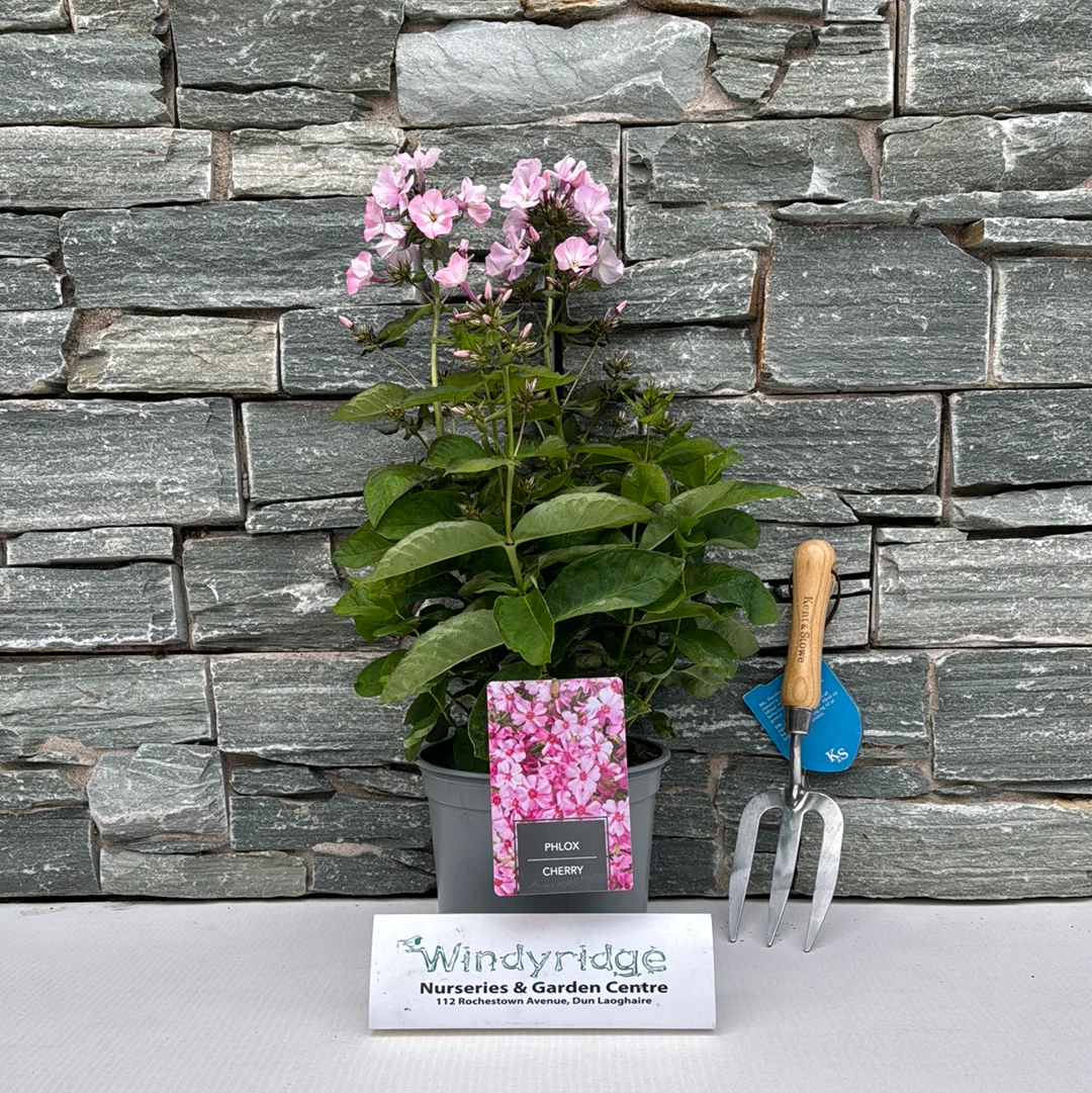 Phlox Goldiphlox Cherry 3 Ltr - Image 2
