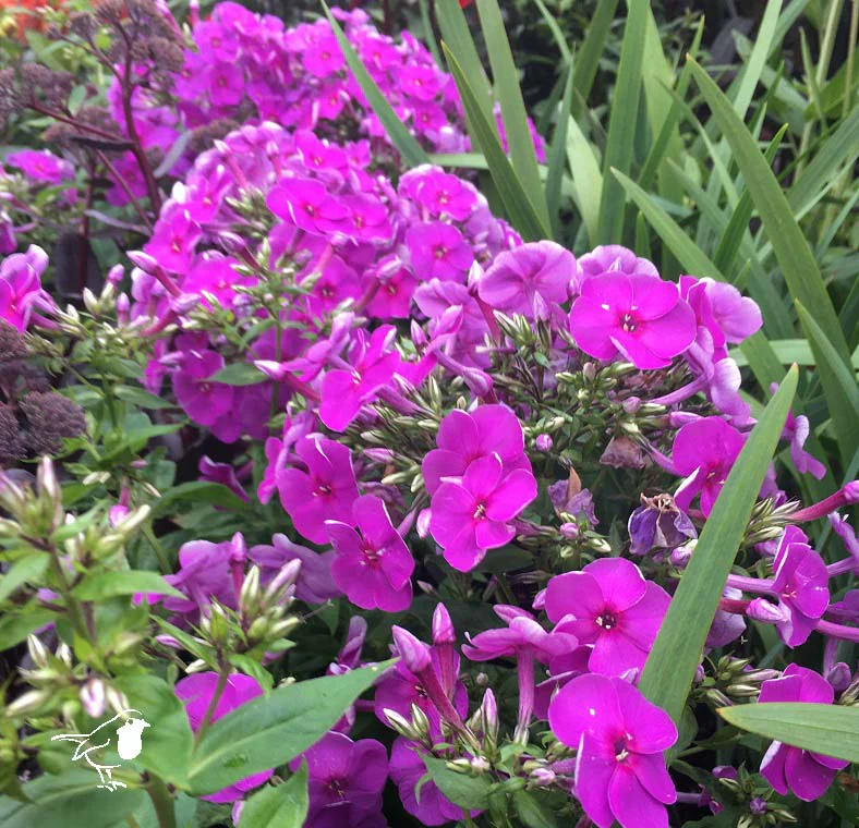 Phlox pan. Ka-Pow Purple
