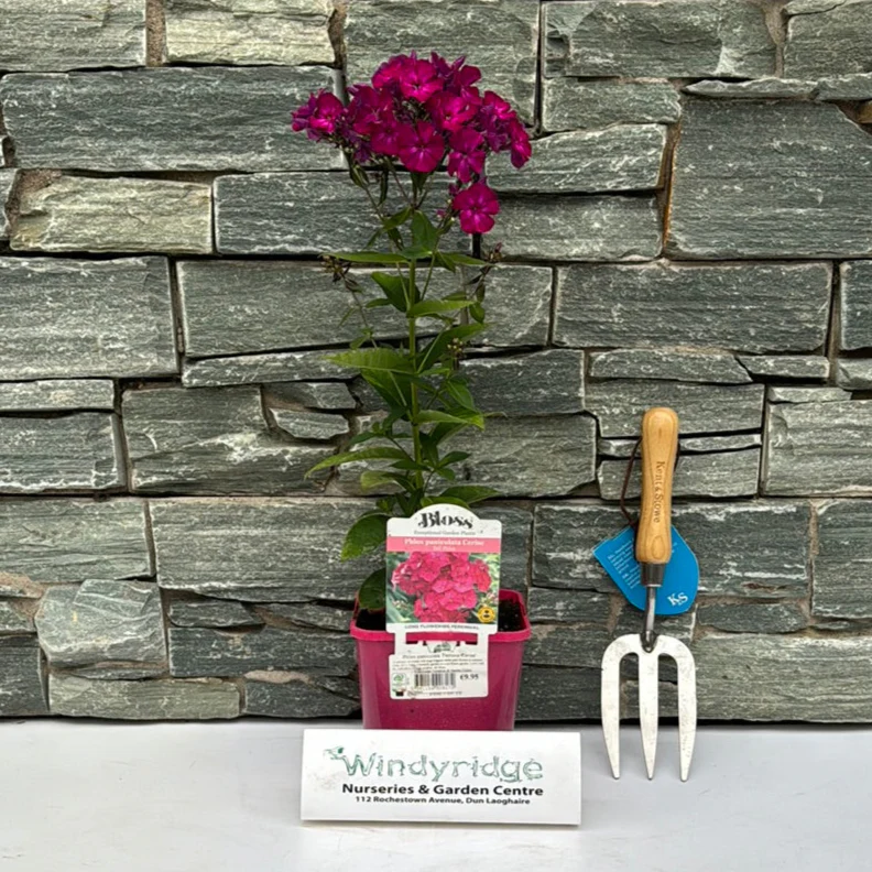 Phlox paniculata Famous Cerise 2lt Pot - Image 2