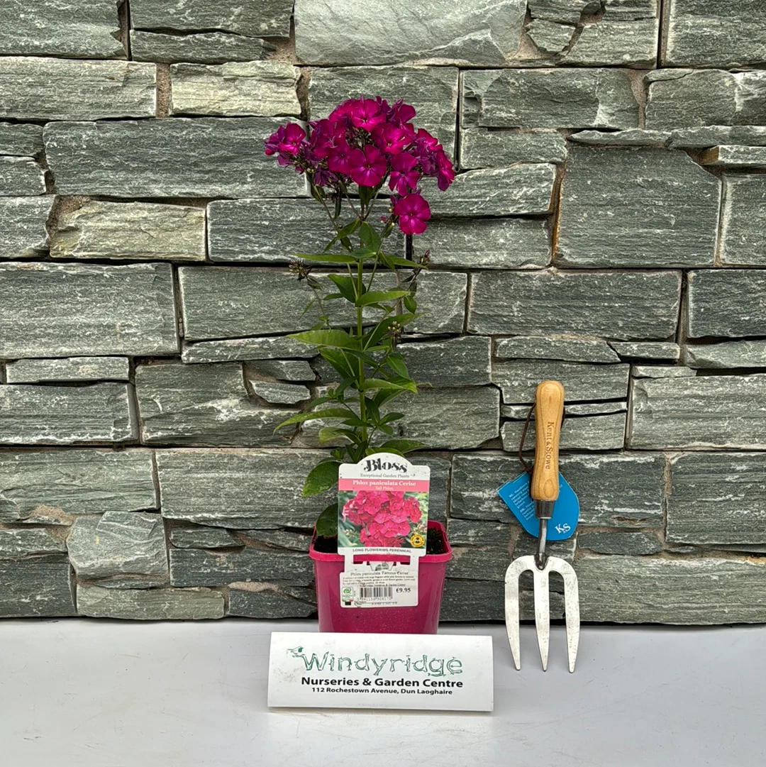 Phlox paniculata Famous Cerise 2lt Pot - Image 4