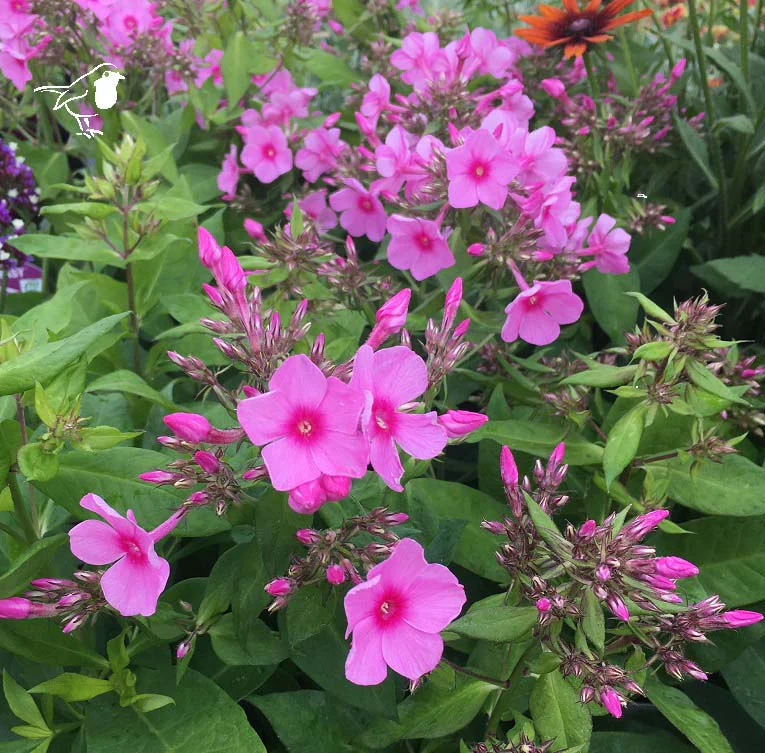 Phlox paniculata Famous Pink - Image 2