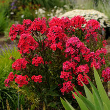 Phlox paniculata Red Riding Hood 2L - Image 2
