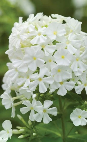Phlox Paparazzi White