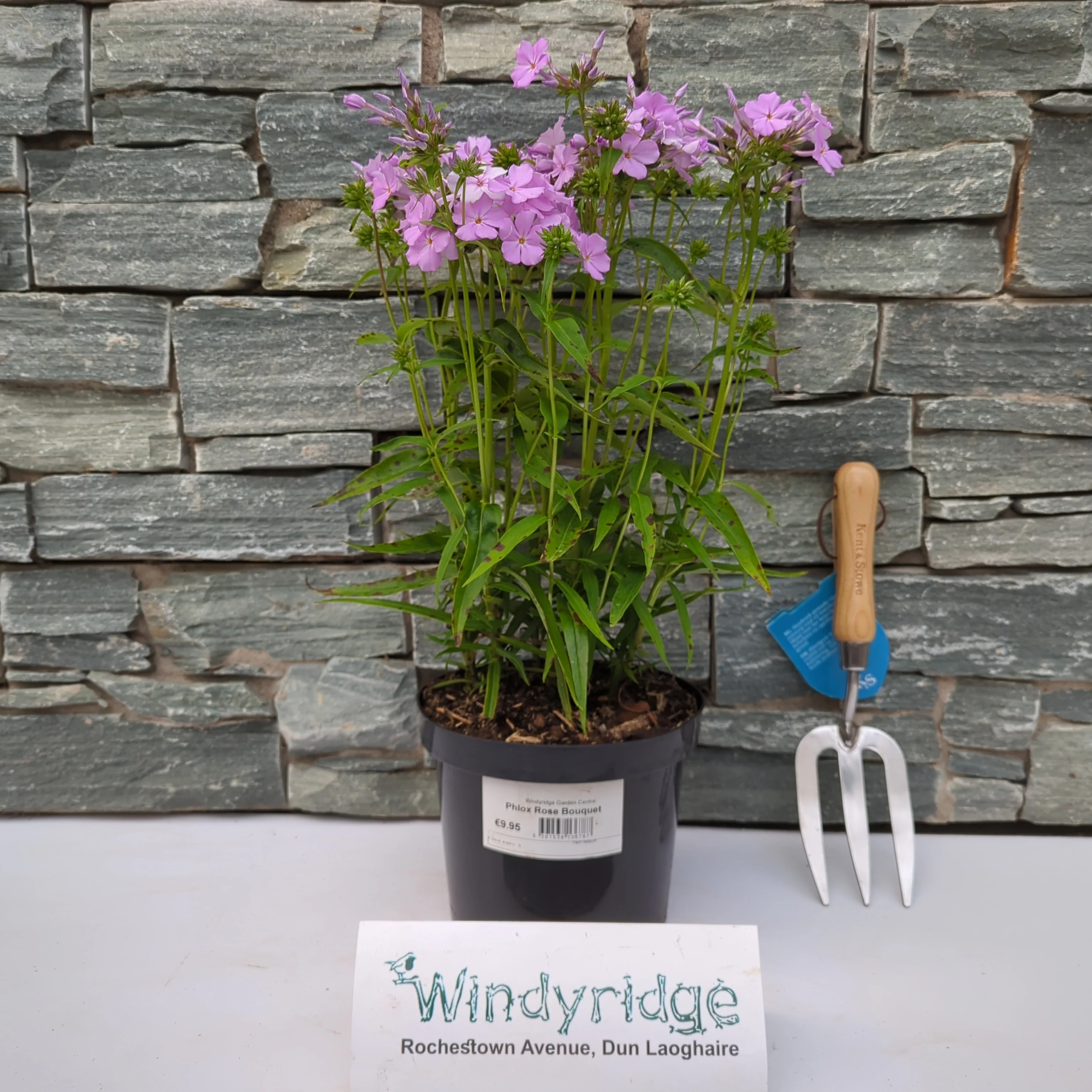 Phlox Rose Bouquet - Image 3