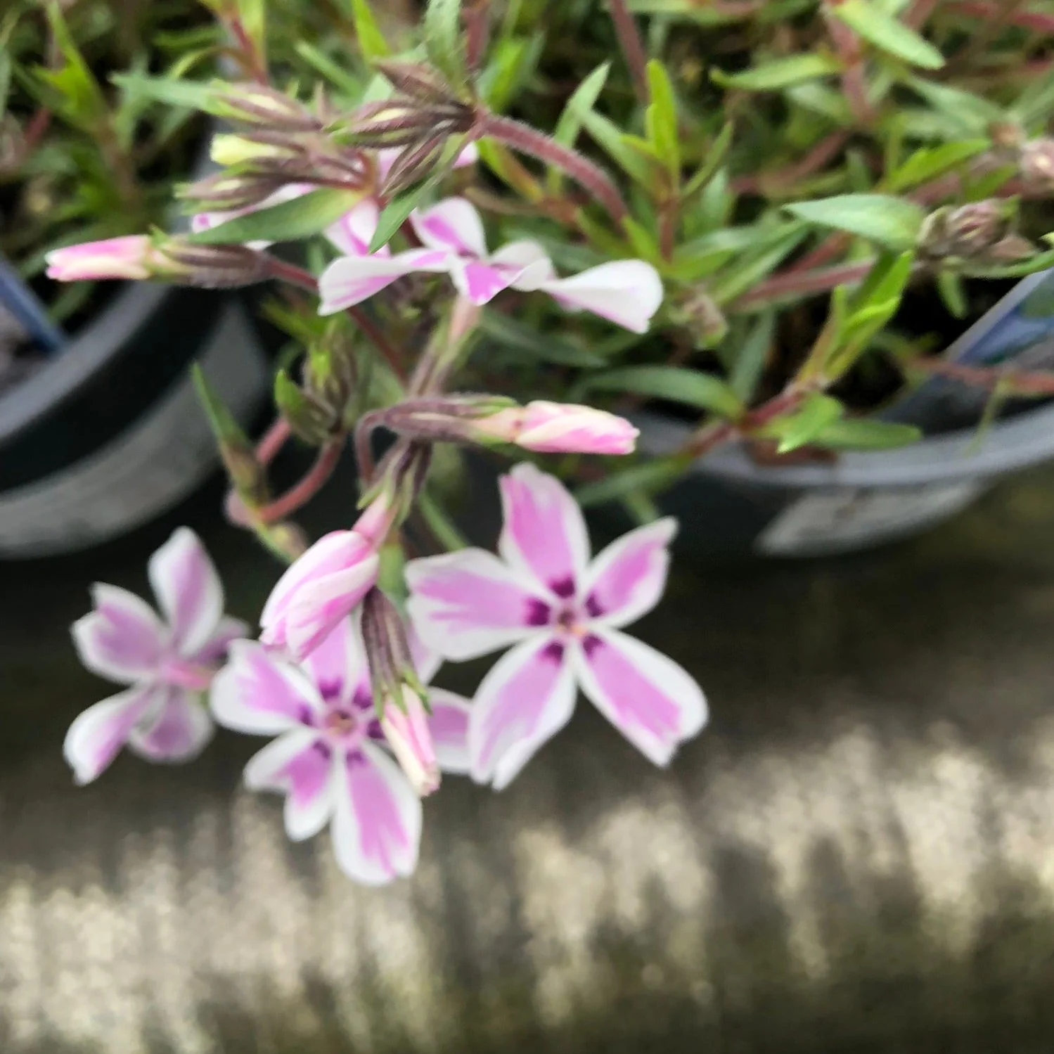 PHLOX 'Candy Stripes' - Image 2