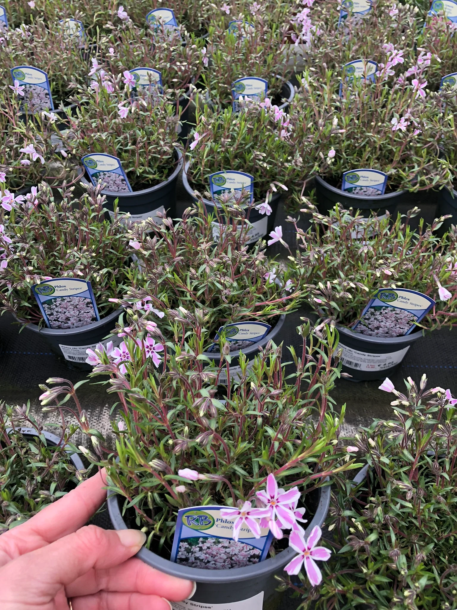 PHLOX 'Candy Stripes' - Image 3