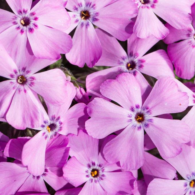 PHLOX sub. Fabulous Rose - Image 2