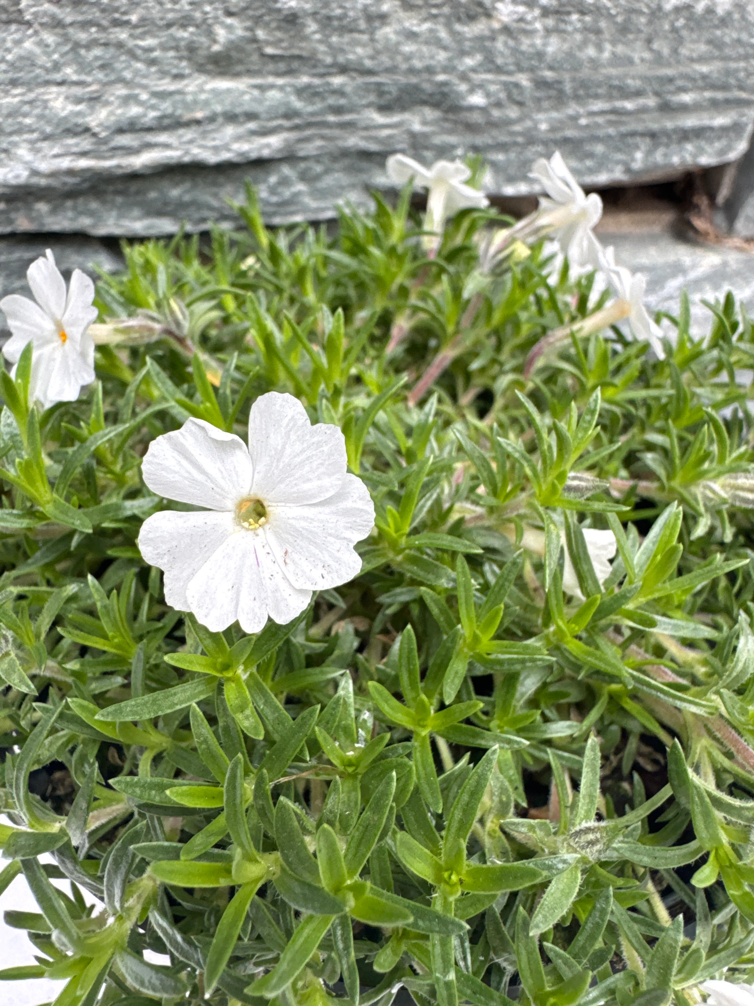PHLOX sub. Ice Mountain - Image 3