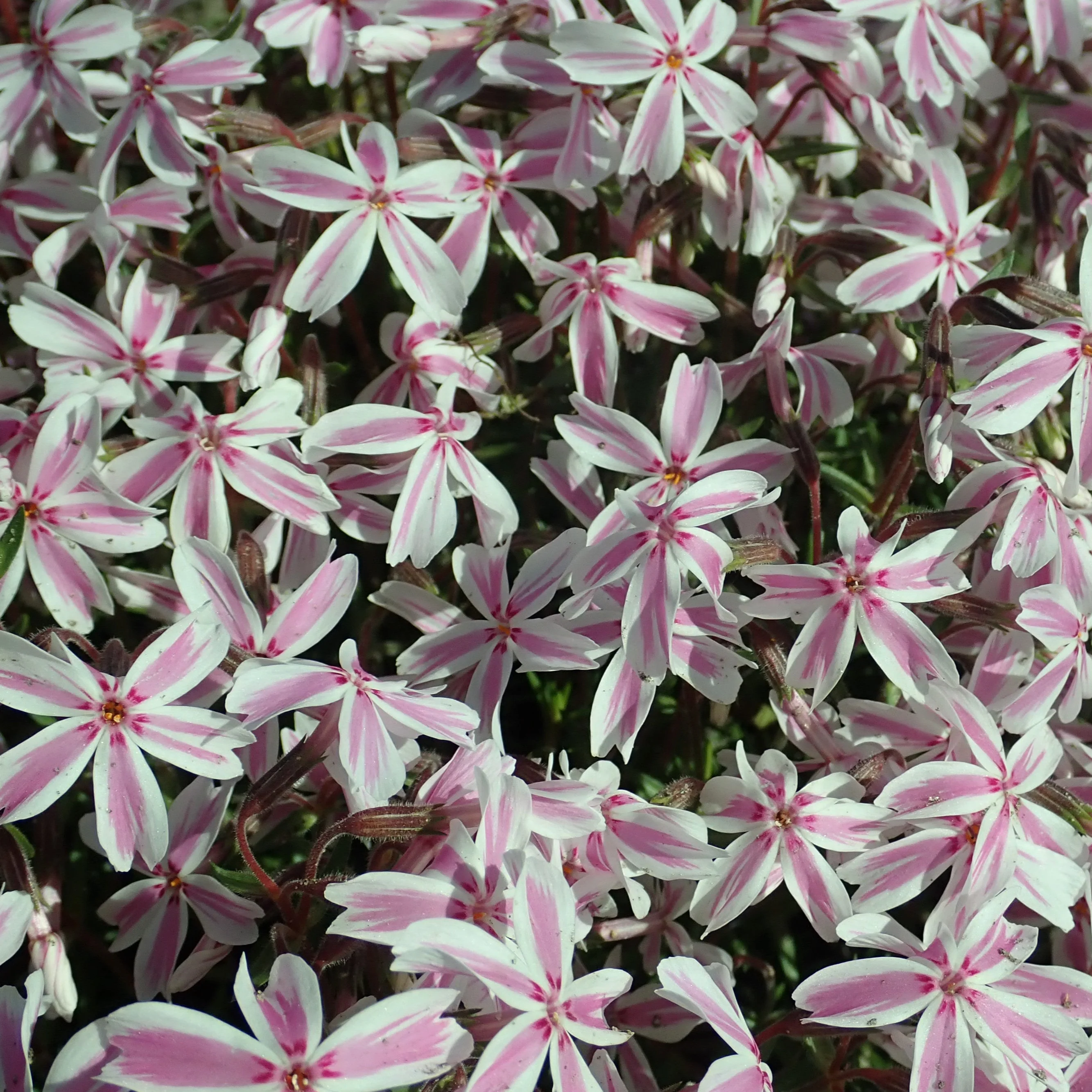 PHLOX sub. Kimono Pink & White - Image 2