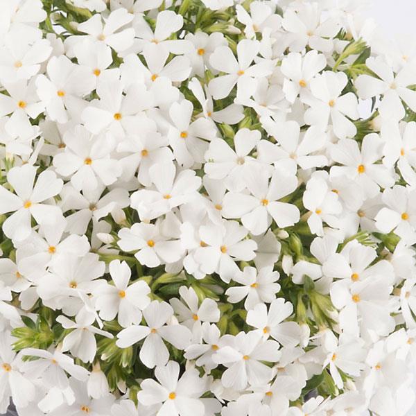 Phlox subulata Fabulous White - Image 2