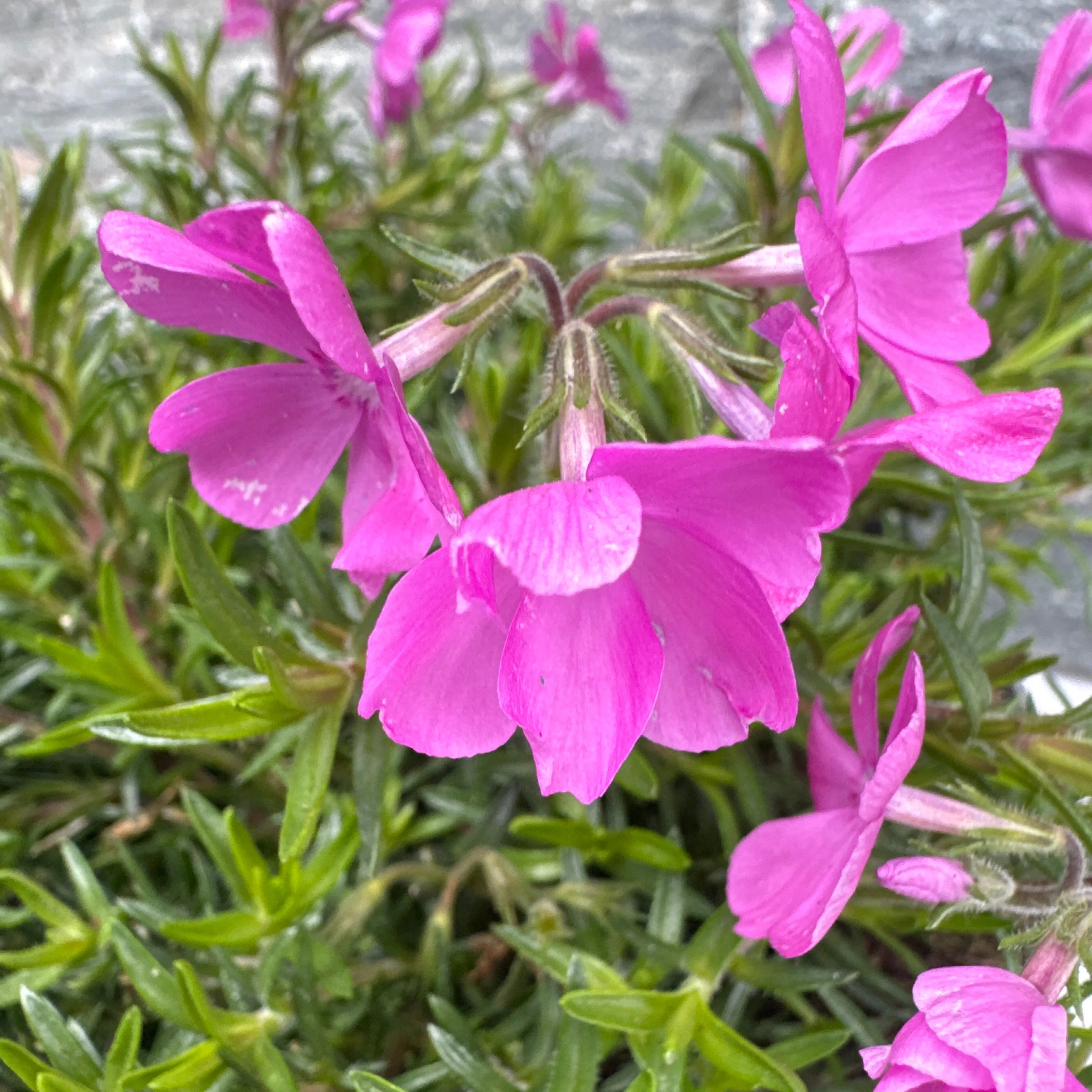 Phlox Subulata McDaniel's Cushion - Image 2
