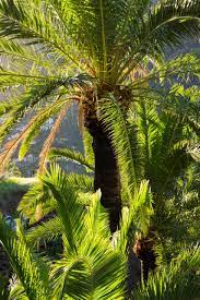 PHOENIX CANARIENSIS CLT 18 H 80 - 125 CM