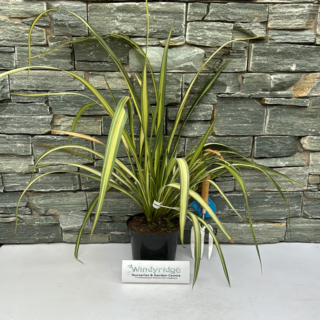 Phormium cookianum Cream Delight - Image 2