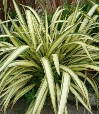 PHORMIUM Cream Delight