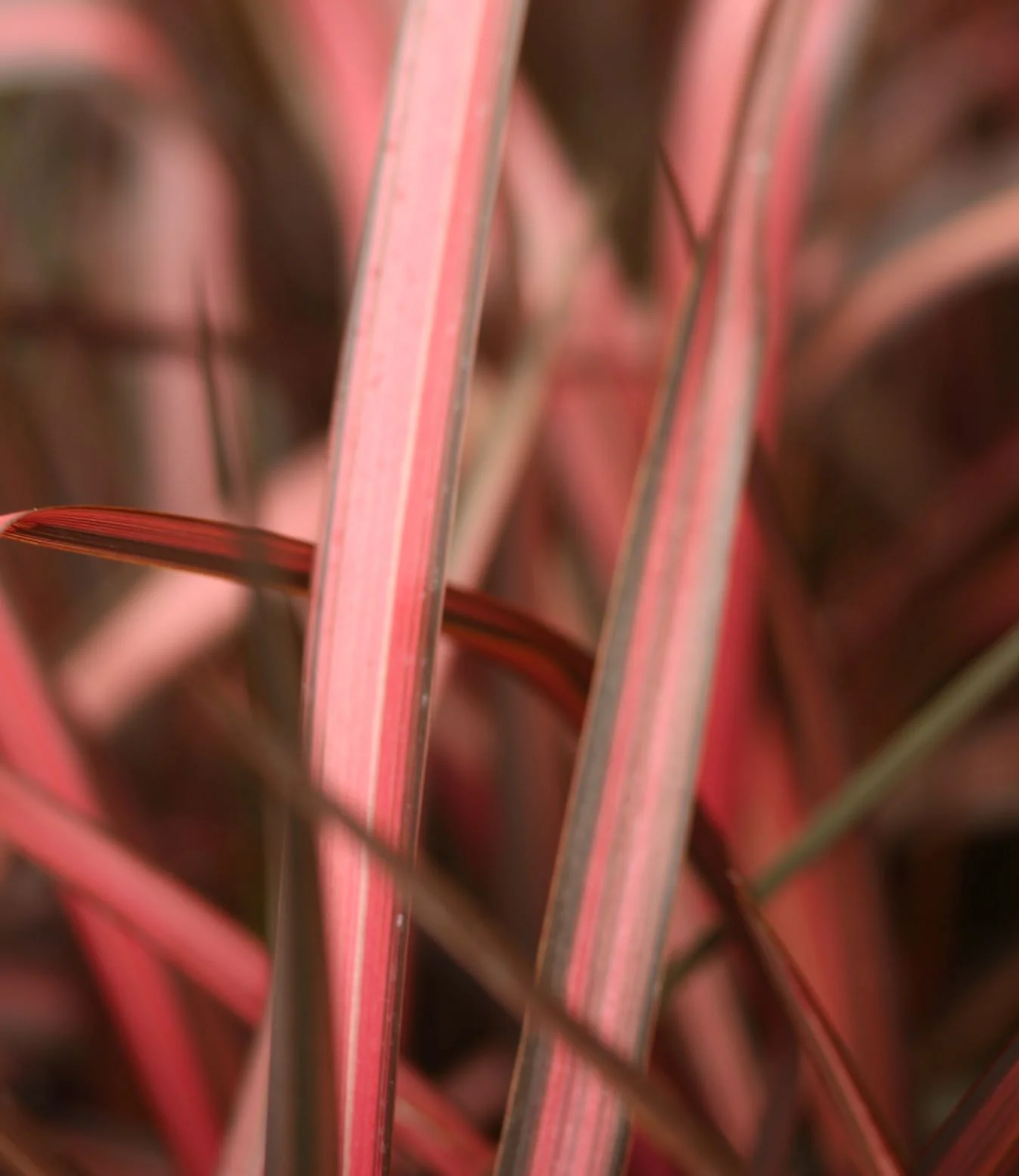 Phormium Evening Glow