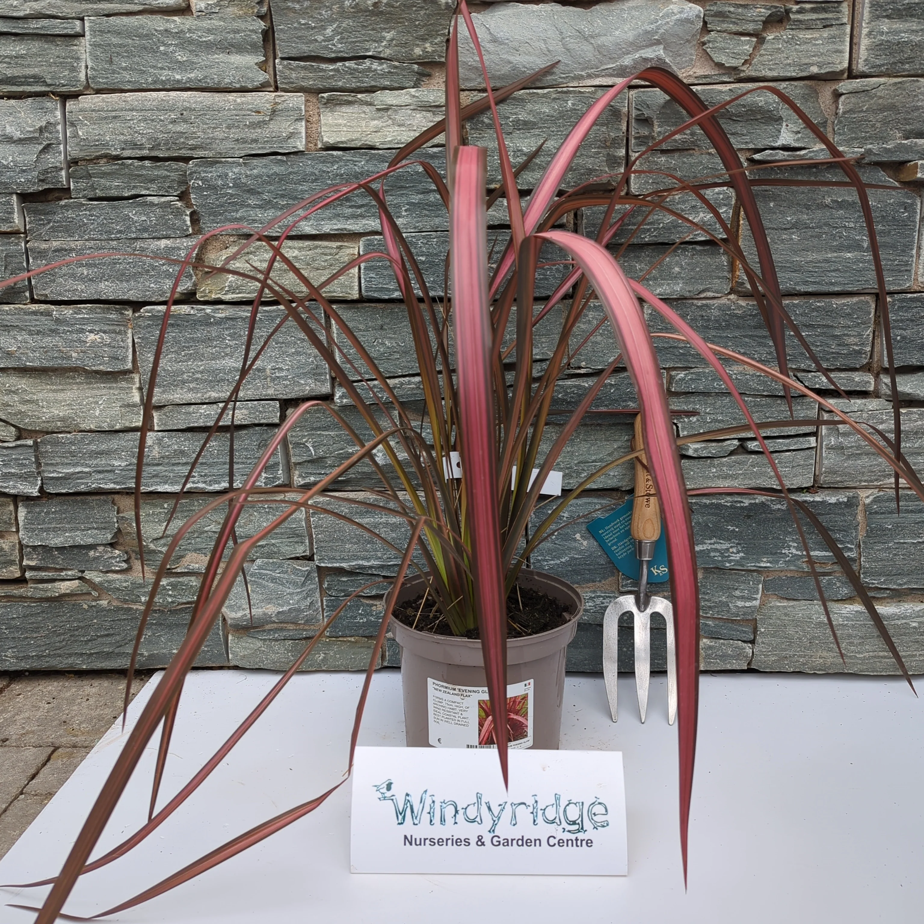 PHORMIUM Evening Glow          3L - Image 2