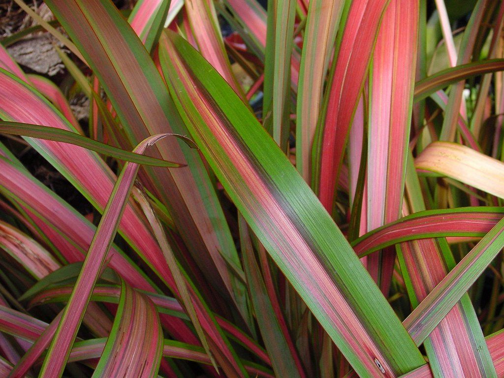 PHORMIUM Jester