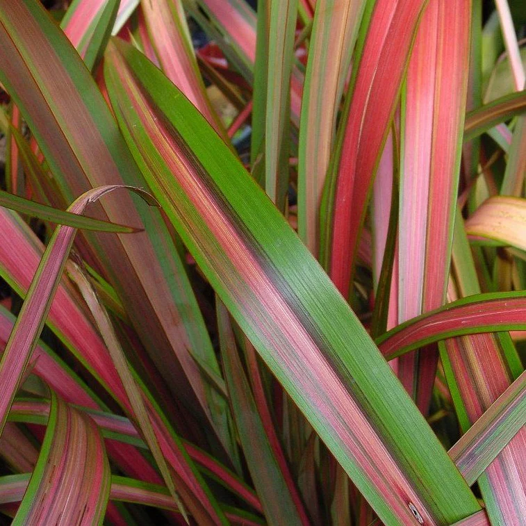 Phormium Jester