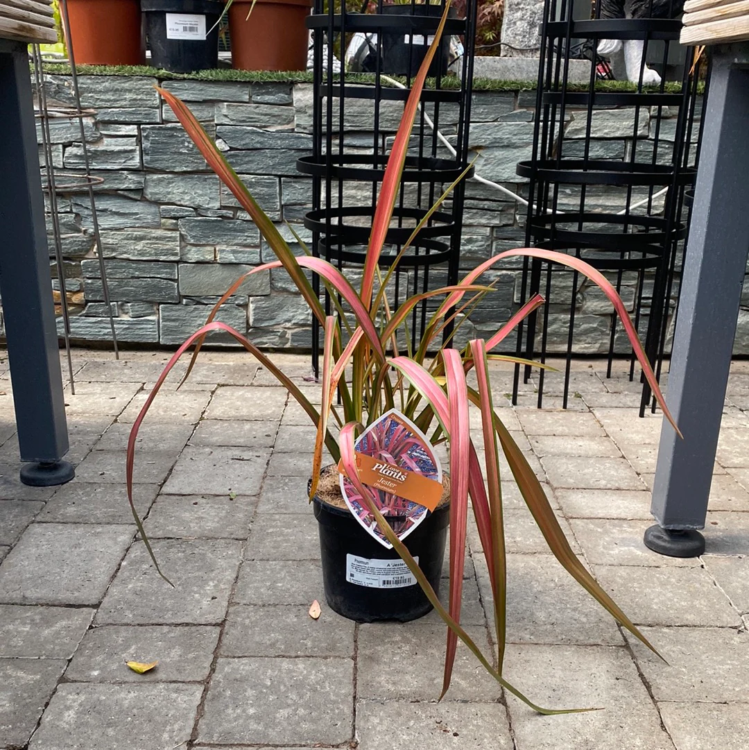Phormium Jester - Image 2
