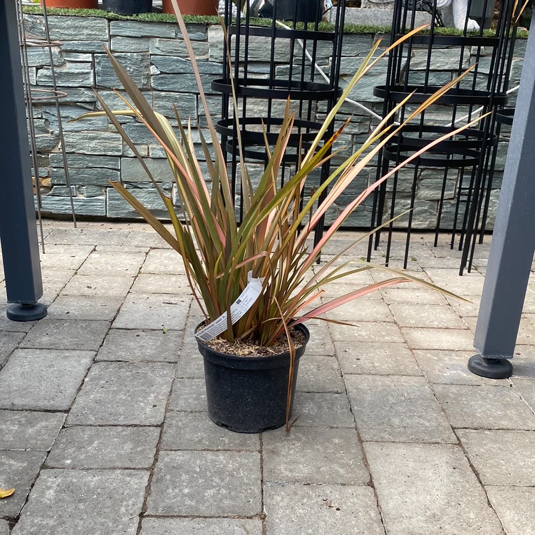Phormium Jester (3Ltr Pot) - Image 2