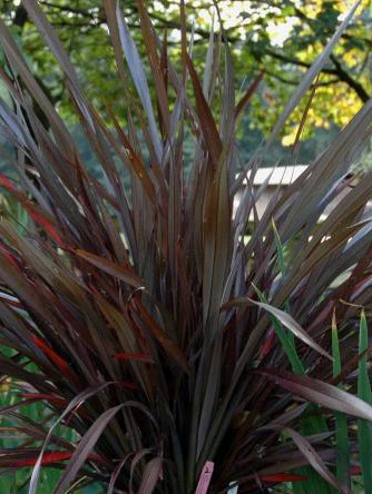 Phormium Platts Black