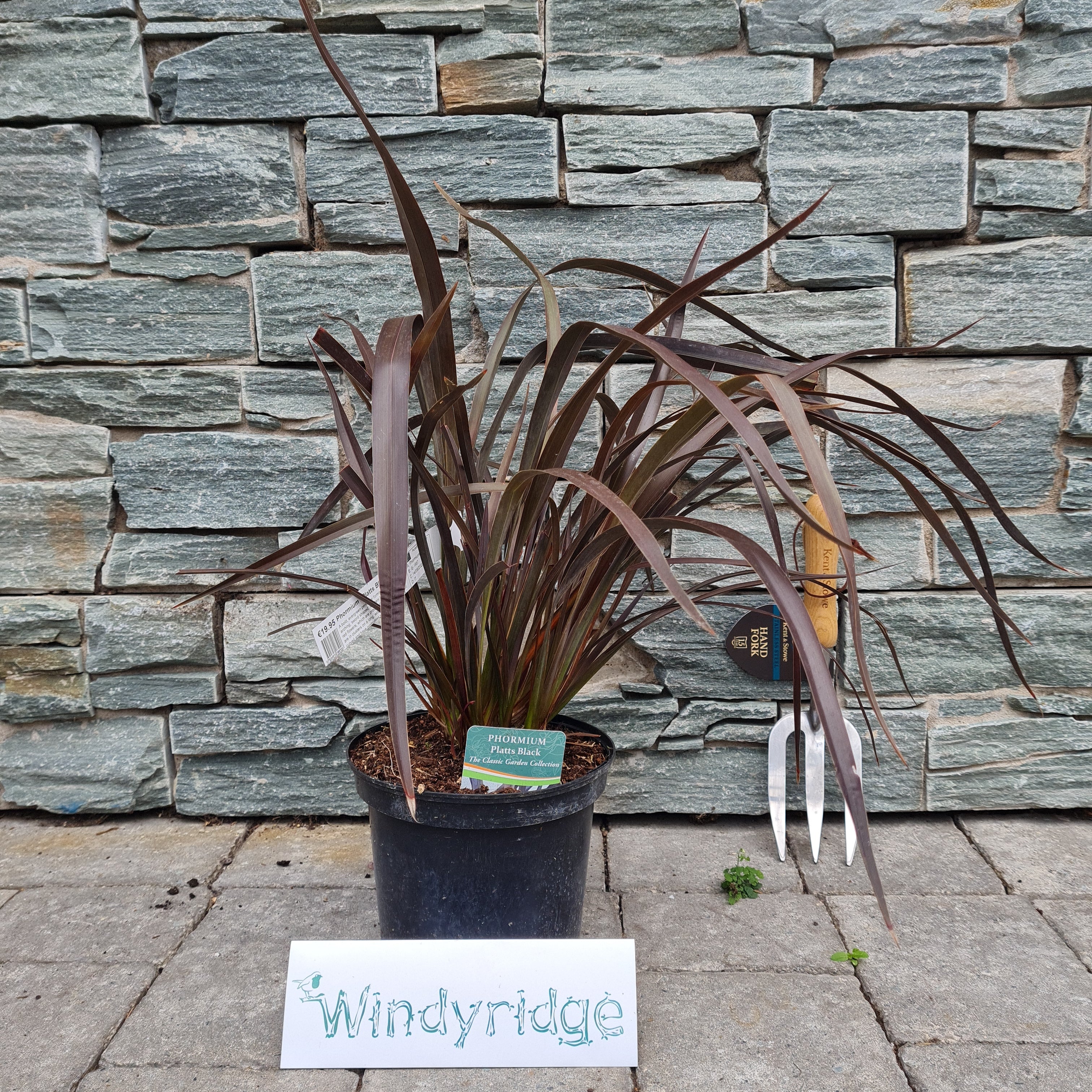 PHORMIUM  Platts Black - Image 2