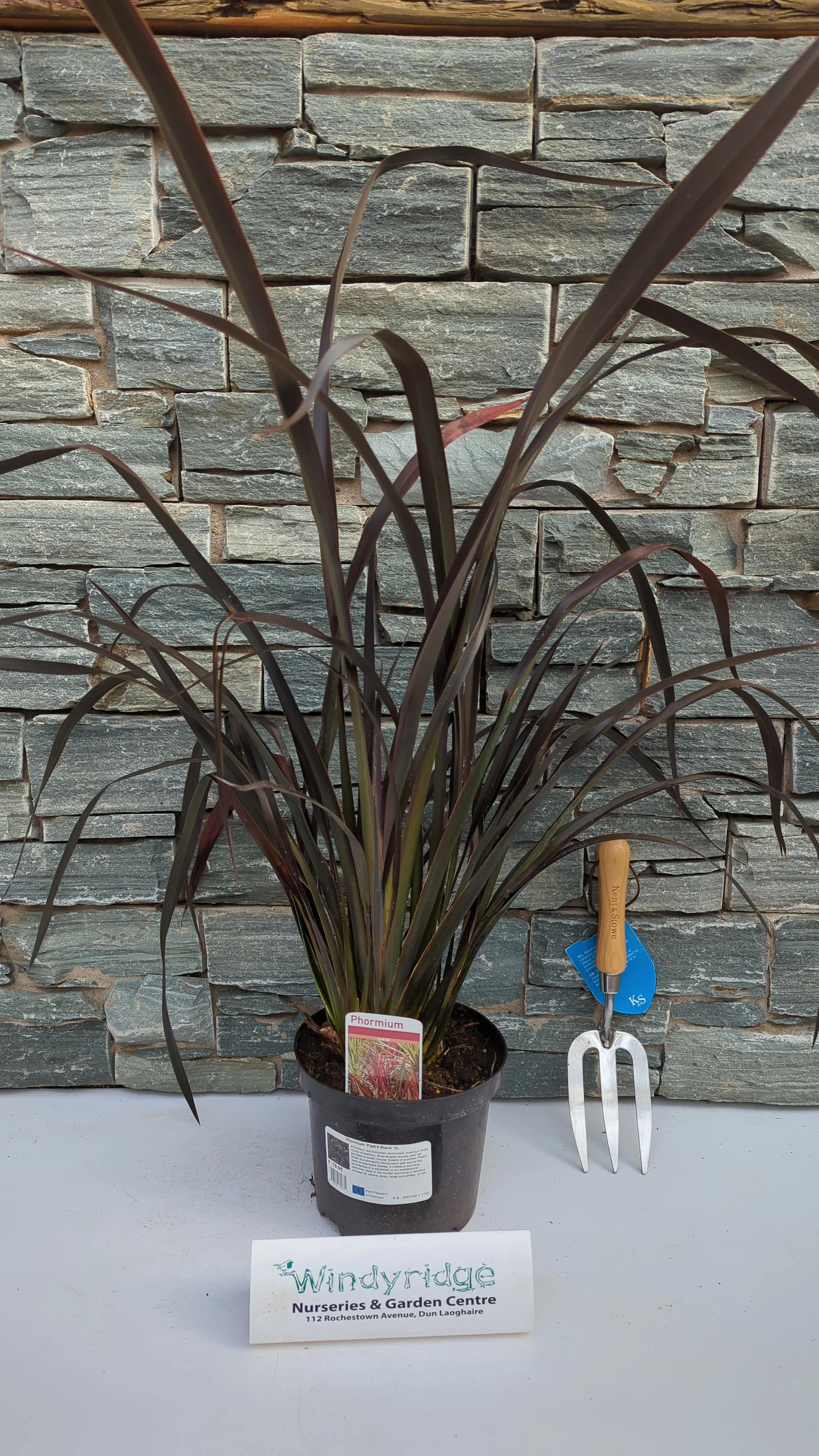 Phormium Platts Black - Image 2