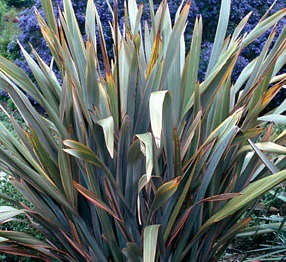 Phormium Sundowner