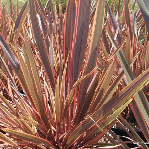 PHORMIUM Sundowner   40/50   3L - Image 2