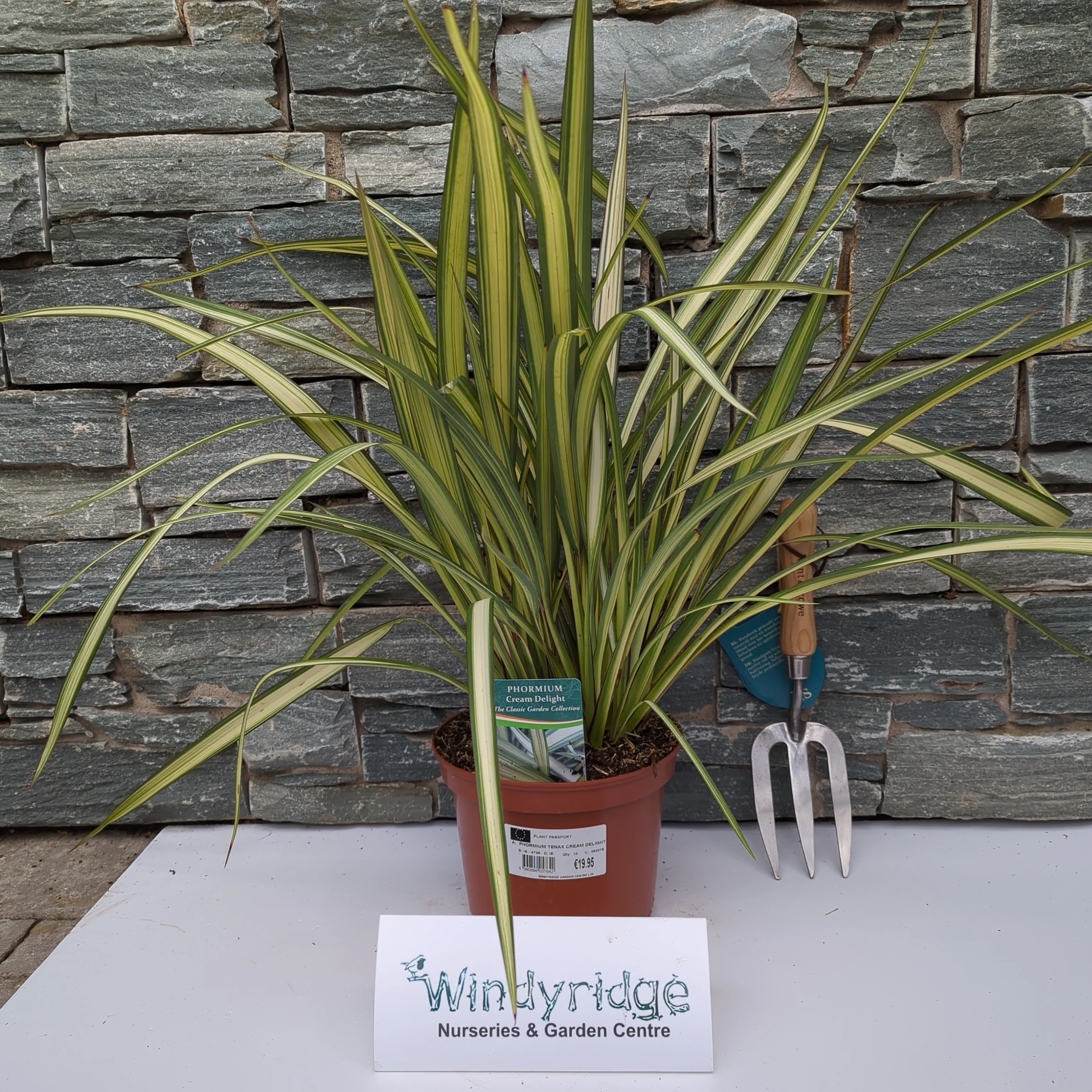 PHORMIUM TENAX CREAM DELIGHT - Image 2