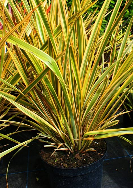 PHORMIUM TENAX GOLDEN RAY